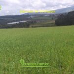 Vista adicional de terreno en venta en Guayllabamba, Quito, Pichincha