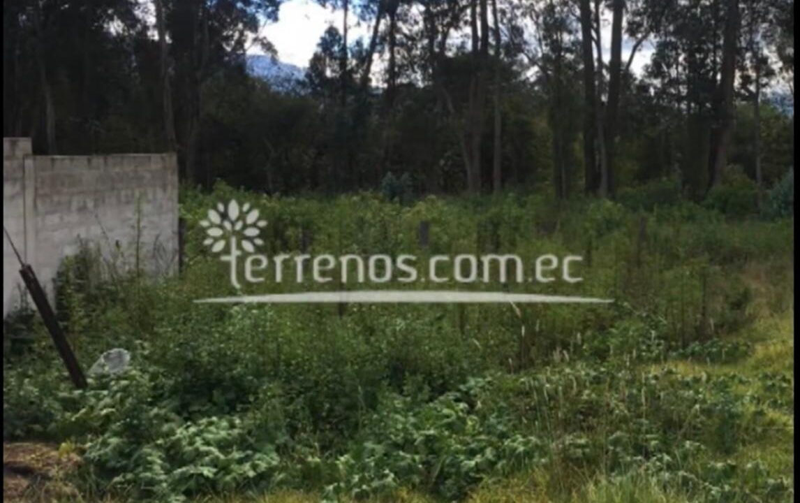 puembojoseborja4