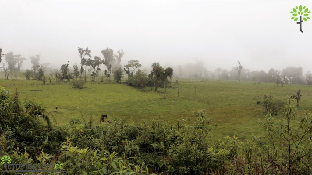 Vista adicional de terreno en venta en Napo