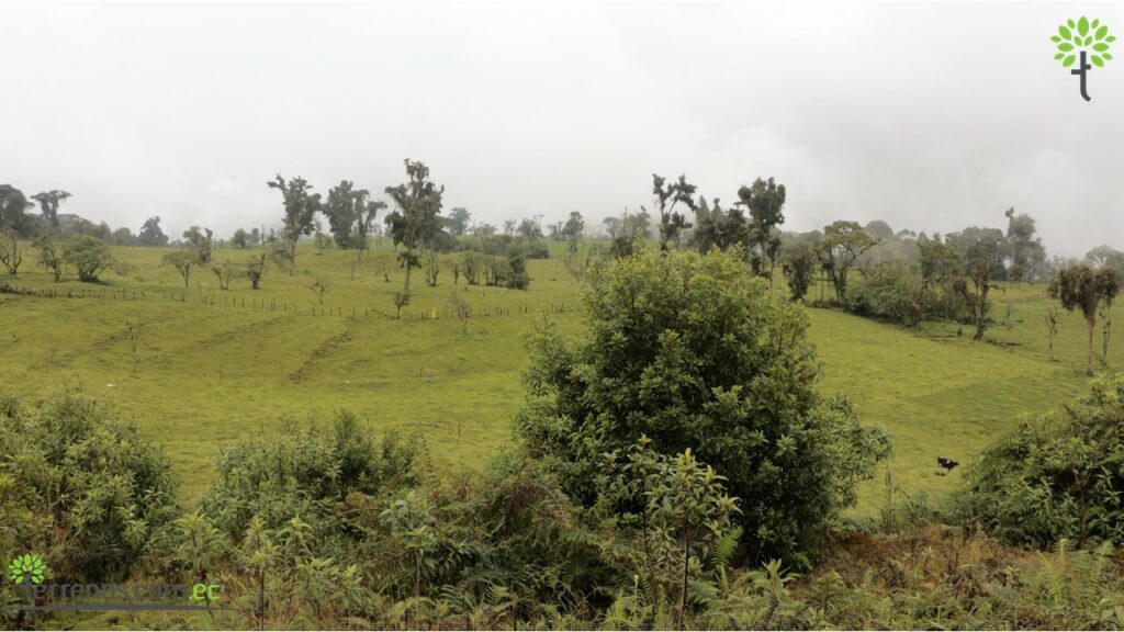 Vista adicional de terreno en venta en Napo
