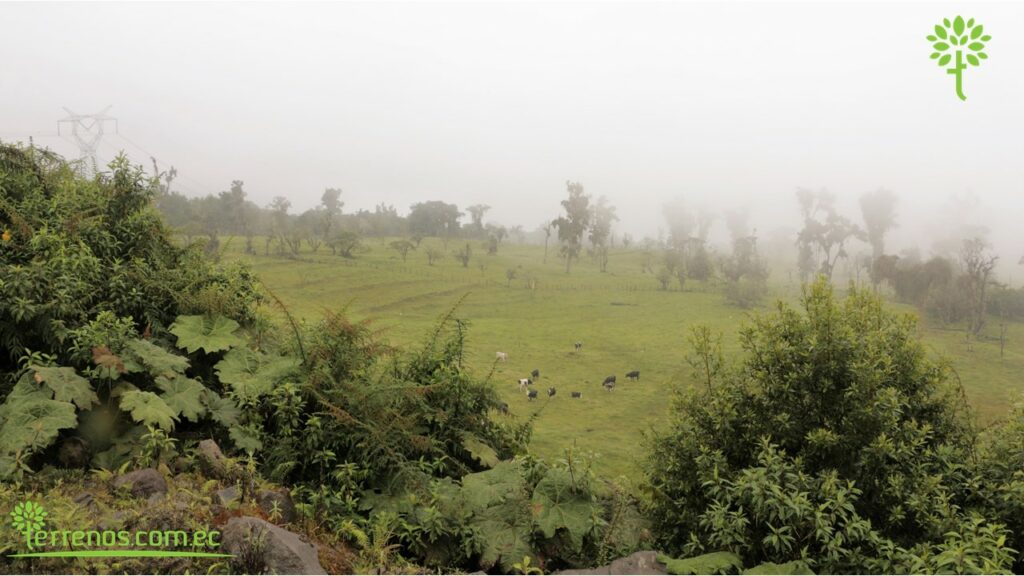 Vista adicional de terreno en venta en Napo