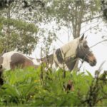 Vista adicional de terreno en venta en Napo