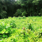 Vista adicional de terreno en venta en Pedro Vicente Maldonado, Pichincha