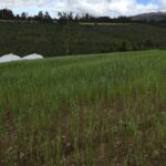 Terreno en venta en Tabacundo, Pedro Moncayo, Pichincha