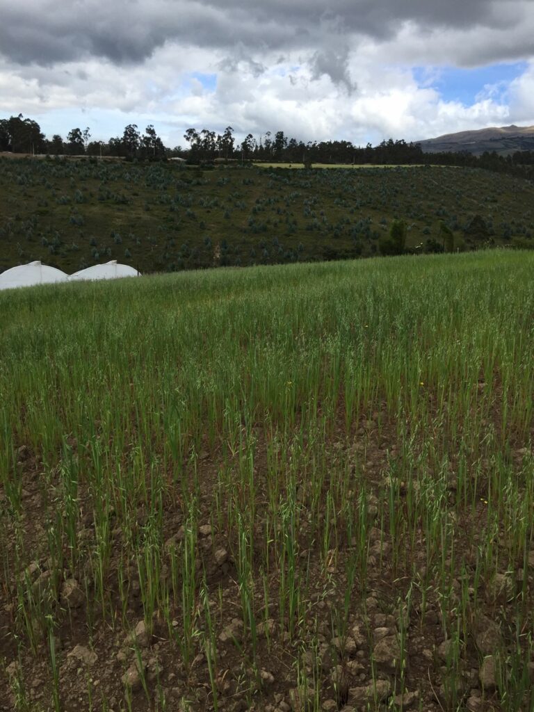 Terreno en venta en Tabacundo, Pedro Moncayo, Pichincha