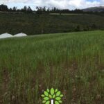 Vista adicional de terreno en venta en Tabacundo, Pedro Moncayo, Pichincha