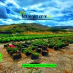 Terreno en venta en Guayllabamba, Quito, Pichincha